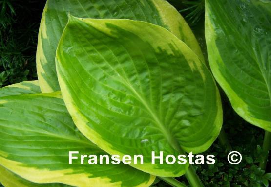 Hosta Uprising